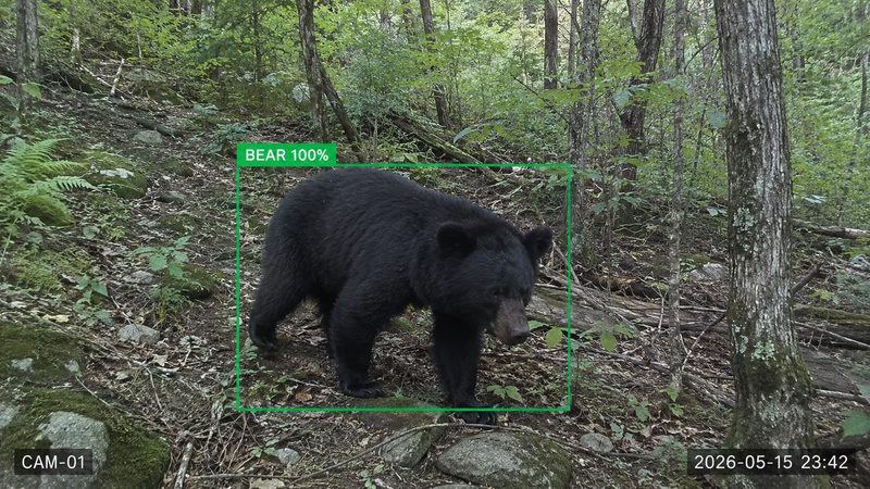 クマを検知した画像